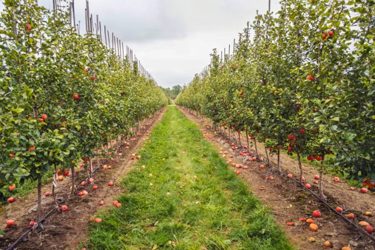 Explore Apple Orchards in Shimla