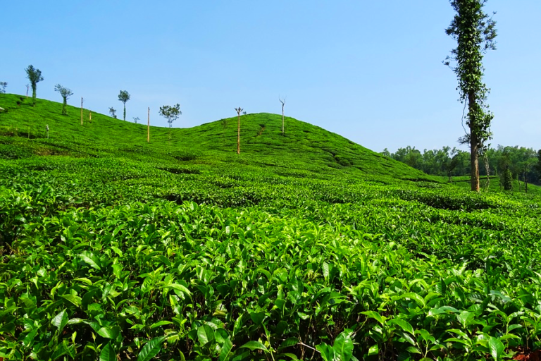 Stroll around the Tea Gardens in Dharamkot